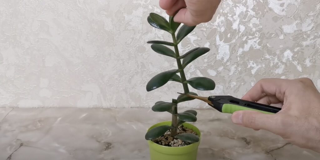 Удалите макушку Как обрезать денежное дерево: удалите макушку
