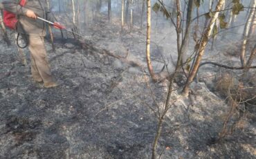 Фото: Минлесхоз