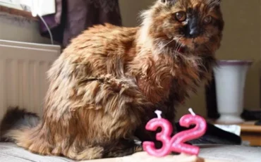 Фото из архива хозяйки Лилы Бриcсетт