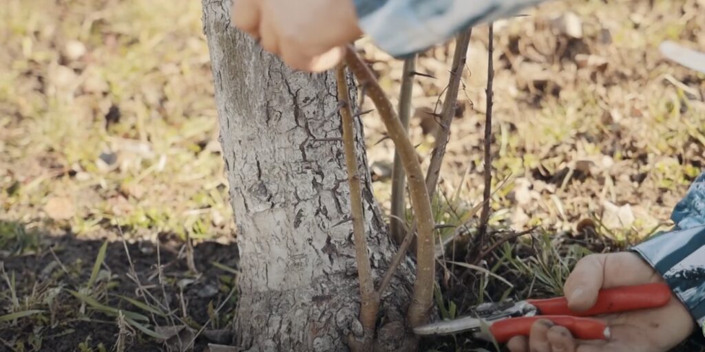 Срежьте всю прикорневую поросль Когда и как обрезать яблоню: срежьте всю прикорневую поросль