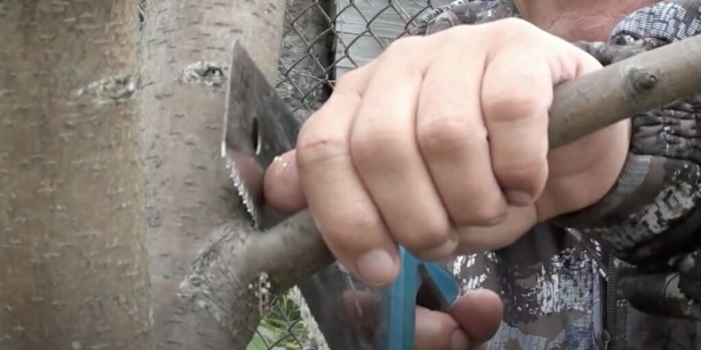 Удалите сухие и больные ветки Когда и как обрезать яблоню правильно: удалите сухие и больные ветки