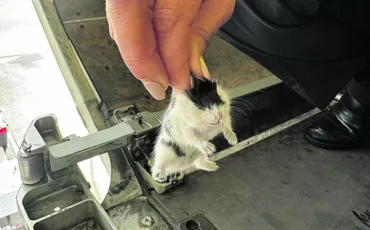 Фото: Direitos Reservados