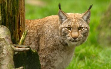 Рысь. Фото: Flickr / Philippe Rouzet