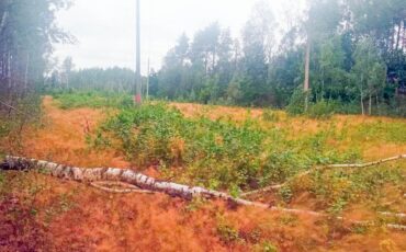 Фото: Пинский телеграм