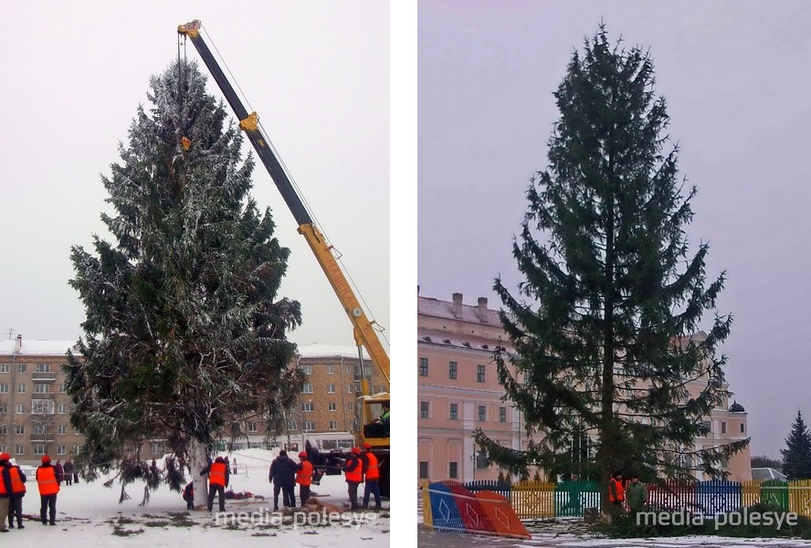 Пинская ёлка в 2007 году. Главная пинская ёлка в 2009 году