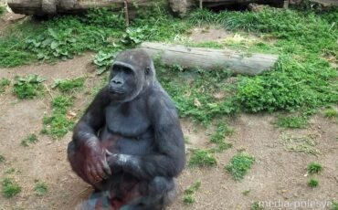 Иллюстрация, media-polesye.com