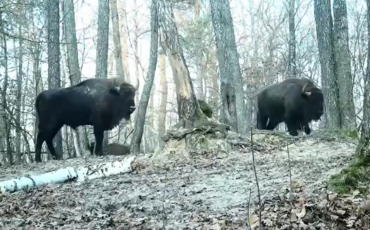 Зубры в Национальном парке «Припятский». Скриншот видео Telegram / pripyat_national_park