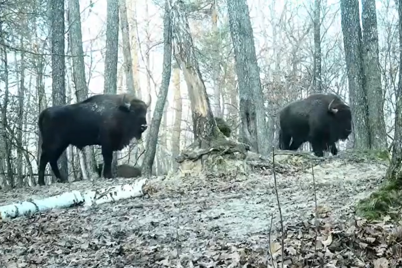 Зубры в Национальном парке «Припятский». Скриншот видео Telegram / pripyat_national_park