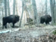 Зубры в Национальном парке «Припятский». Скриншот видео Telegram / pripyat_national_park