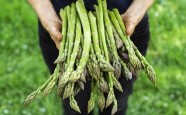 Как вырастить спаржу, фото 7dach.ru