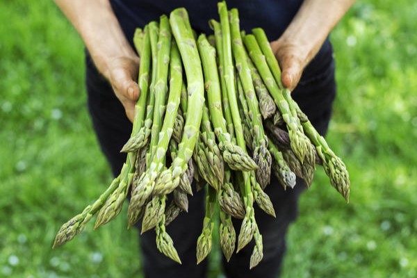 Как вырастить спаржу, фото 7dach.ru