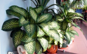 диффенбахия