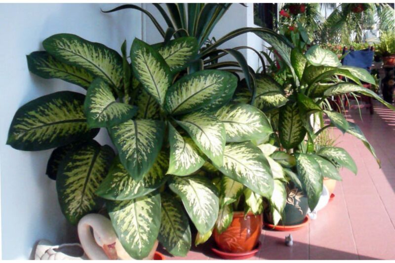 диффенбахия