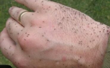 На Полесье — нашествие мошек, фото иллюстрационное