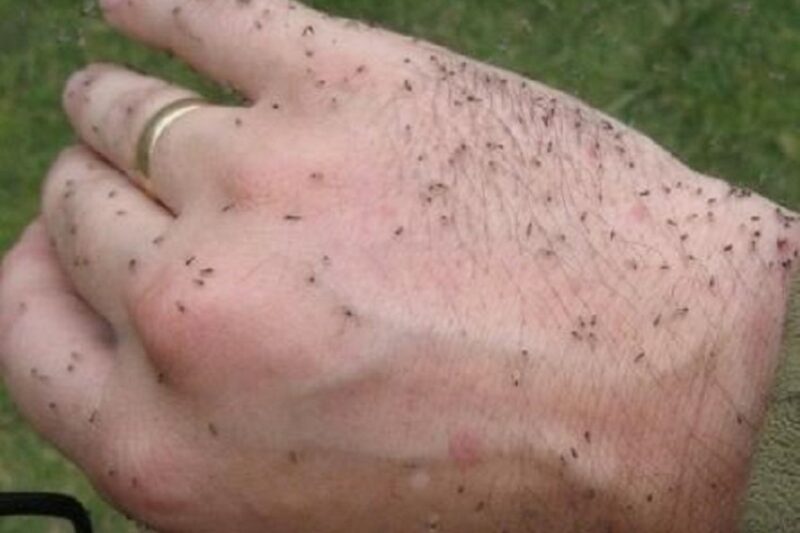 На Полесье — нашествие мошек, фото иллюстрационное