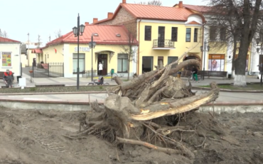 Вырубка елей, media-polesye.com