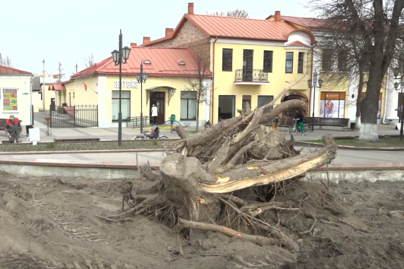 Вырубка елей, media-polesye.com