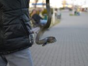 Ужи на набережной Пинска: что нужно знать жителям