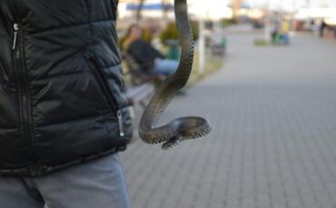 Ужи на набережной Пинска: что нужно знать жителям