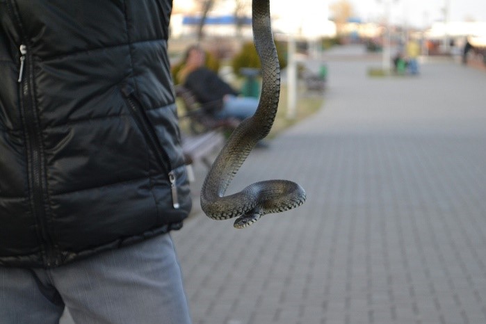 Ужи на набережной Пинска: что нужно знать жителям