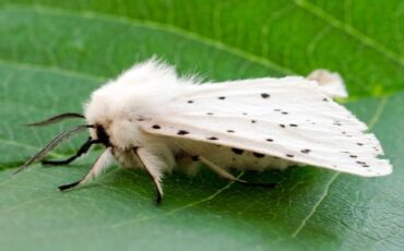 Американская белая бабочка