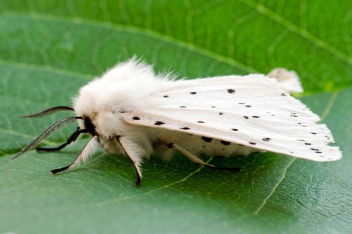 Американская белая бабочка