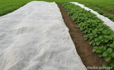 Клубника укрыта от заморозков