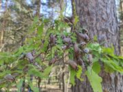 после обработки. Фото: 