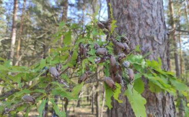 после обработки. Фото: 