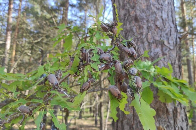 после обработки. Фото: 
