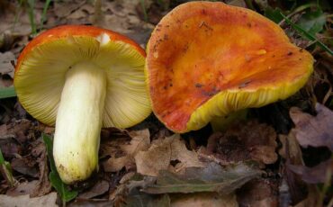 Сыроежка золотистая. Фото: commons.wikimedia.org