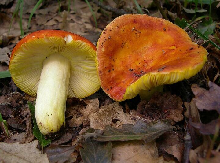 Сыроежка золотистая. Фото: commons.wikimedia.org