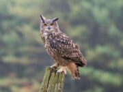 Филин -ночной хозяин леса