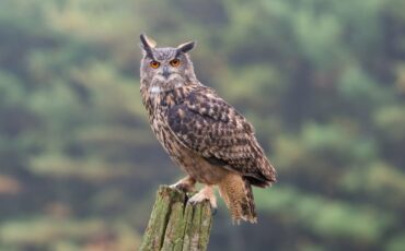 Филин -ночной хозяин леса