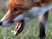 Лиса, иллюстрация