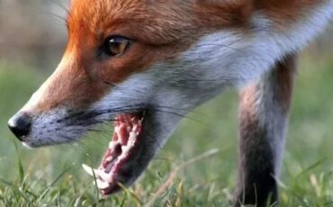 Лиса, иллюстрация