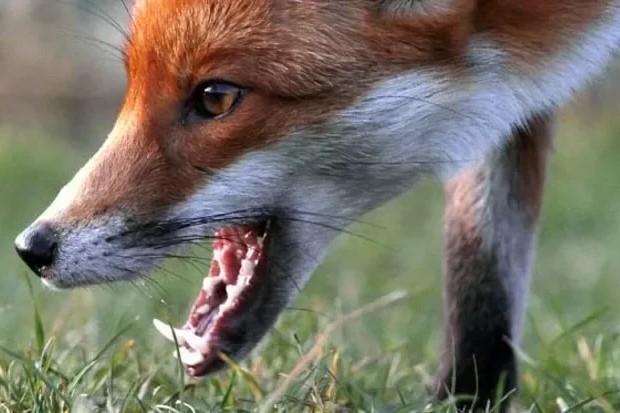 Лиса, иллюстрация