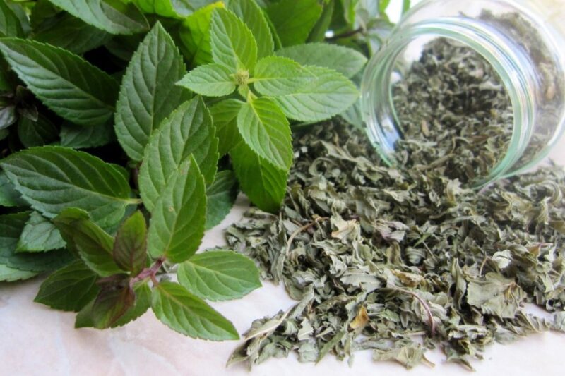 Как вырастить мяту дома?