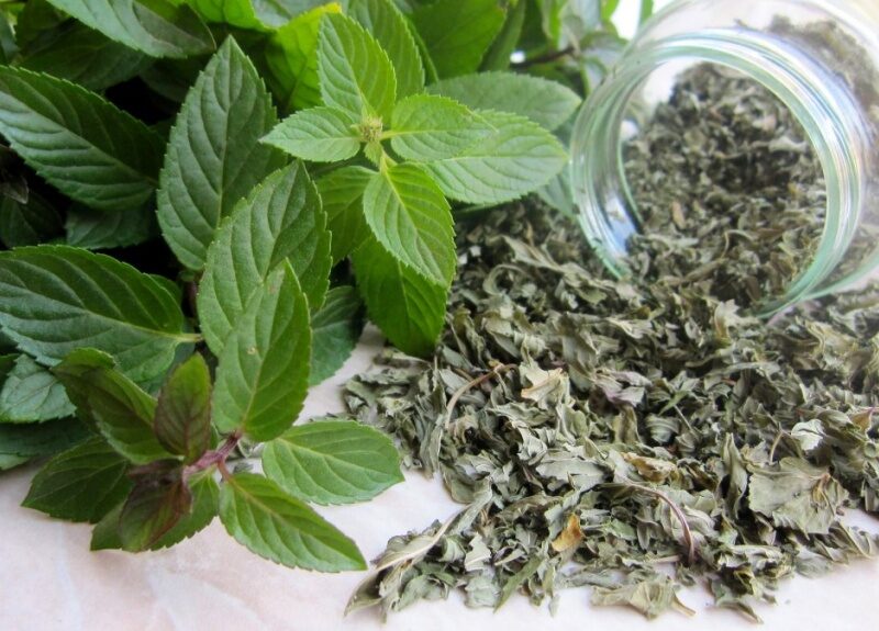 Как вырастить мяту дома?