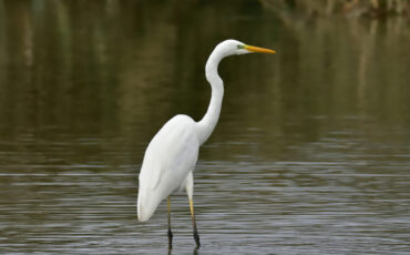 Большая белая цапля (исключена из Красной книги Беларуси) Иллюстративное фото: Santiago Lacarta / unsplash.com