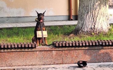 Собака на Ленина с табличкой 