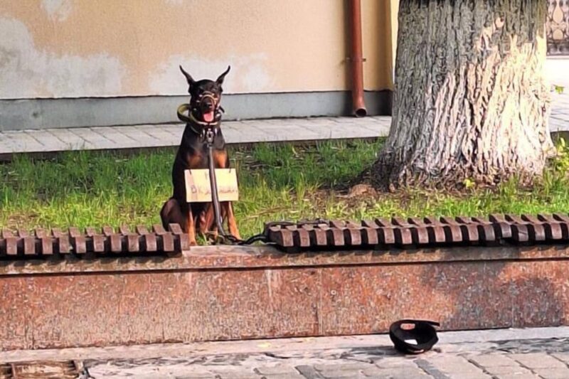 Собака на Ленина с табличкой 