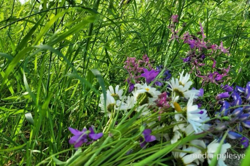 Фото иллюстрационное, media-polesye.com