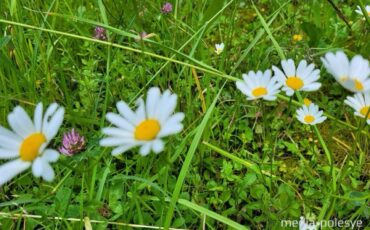 Фото иллюстрационное, media-polesye.com