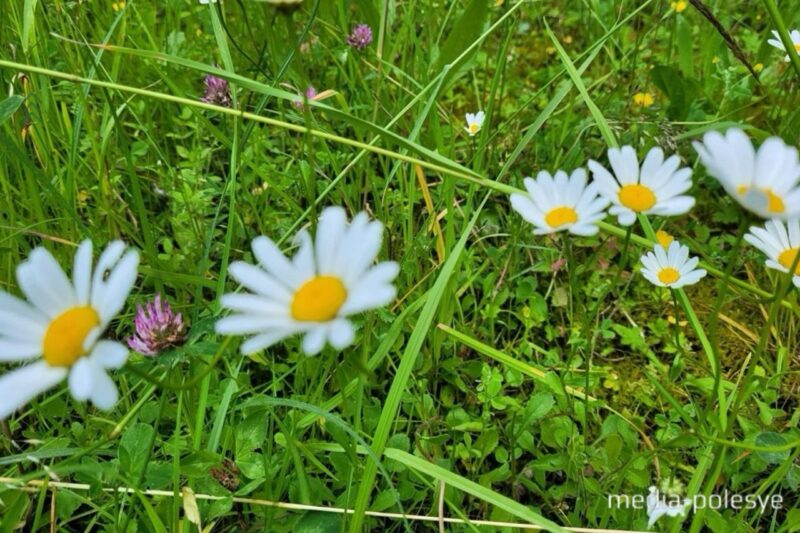 Фото иллюстрационное, media-polesye.com