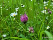 Фото иллюстрационное, media-polesye.com