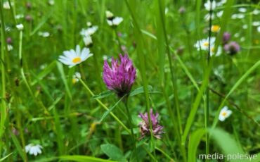 Фото иллюстрационное, media-polesye.com