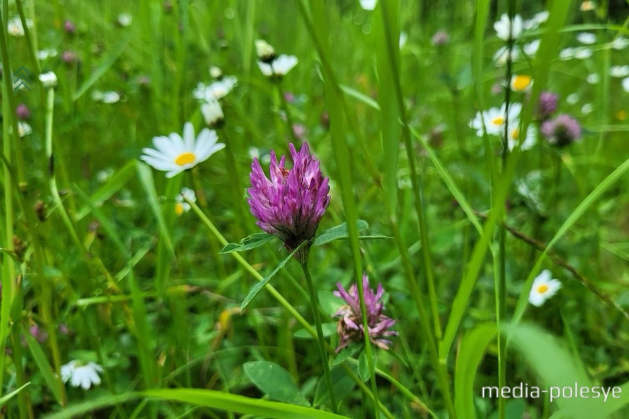 Фото иллюстрационное, media-polesye.com