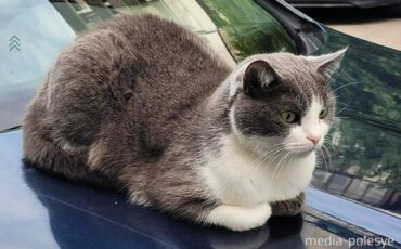 Фото иллюстрационное, media-polesye.com