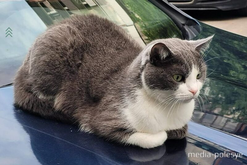 Фото иллюстрационное, media-polesye.com